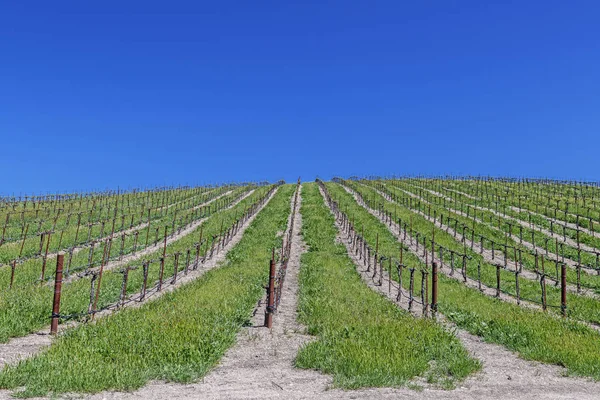 Nowe Winnice Winiarnie Malowniczych Wzgórzach Kalifornijskiego Wybrzeża Centralnego Gdzie Winnice — Zdjęcie stockowe