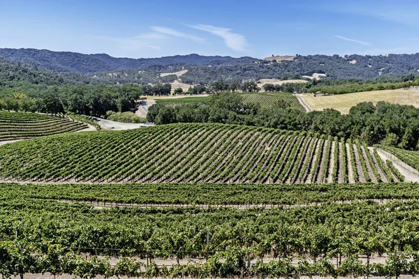 Yeni üzüm bağları ve şarap imalathaneleri California Central Coast doğal tepelerde üzüm bağları şarap üretimi için ince üzüm çeşitli büyümek, Paso Robles yakın, Ca. doğal Karayolu 46.