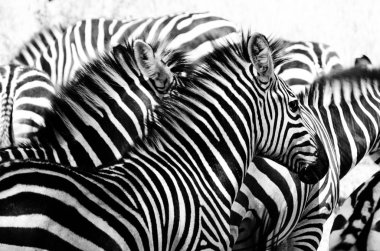 Siyah ve beyaz bir zebra sürüsü optik bir illüzyon içinde birbirine karışıyor.