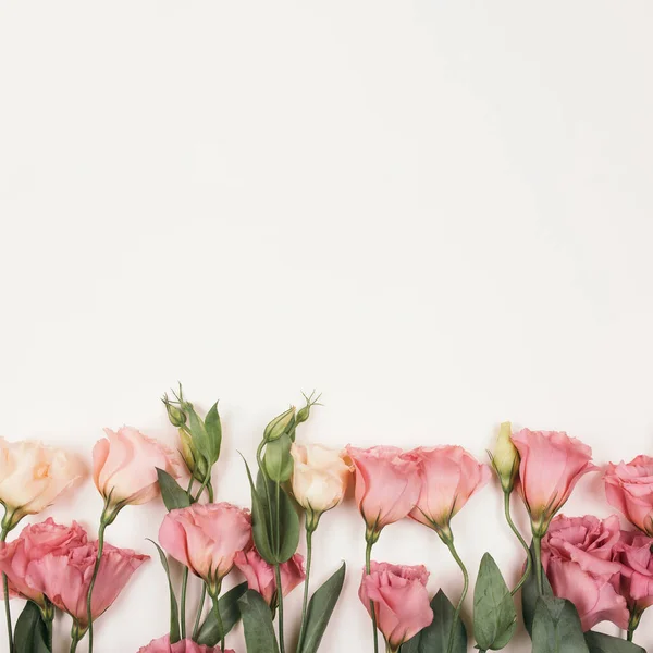 Čerstvá krásná Eustoma na bílém pozadí — Stock fotografie