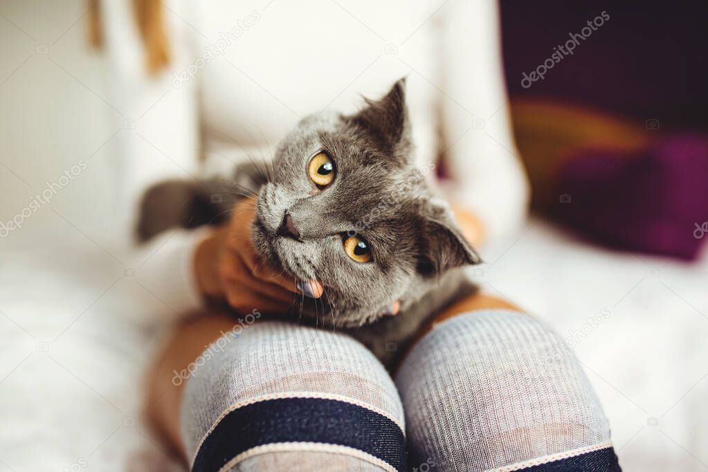 Close-up of a cat lying on a girls lap on a bed in a bedroom, in a white sweater and long socks. Home comfort and tranquility