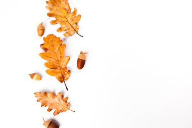 Ağaçlardan sonbahar yaprakları, gül kalçası. Düz manzaralı. Tasarımınız için kompozisyon.