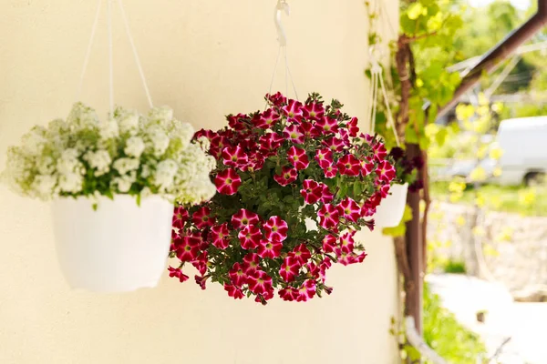 Many of blooming flowers near the wall of the house and around , a wall of light color, pots with pink and white flowers on the window — Stock Photo, Image