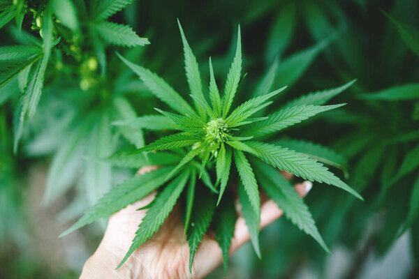 Зеленый свежий куст марихуаны снаружи
.