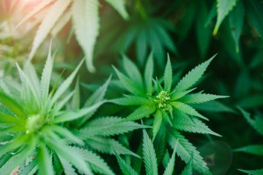 Yeşil taze marihuana çalısı dışarıda..
