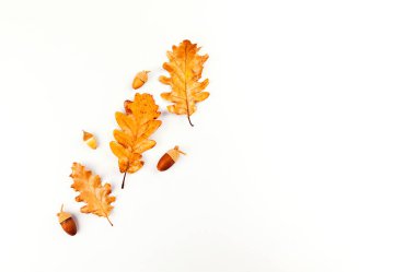 Sonbahar kompozisyonu. Sonbahar yapraklarından yapılmış çerçeve, meşe palamudu, beyaz arka planda çam kozalakları. Düz konum, üst görünüm, kopyalama alanı