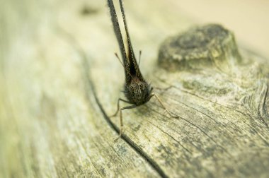 Au centre de la nature a laval canada ! Jolie papillon ..... Laval Kanada'da doğanın merkezinde! Güzel kelebek