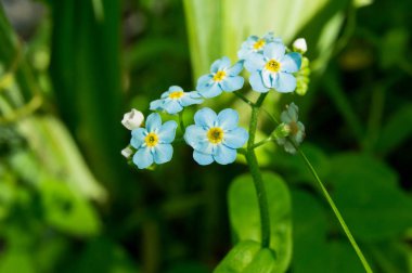 jolie petite fleur bleu 