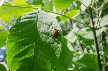 Japon böceği Popillia japonica yaprak üzerinde -