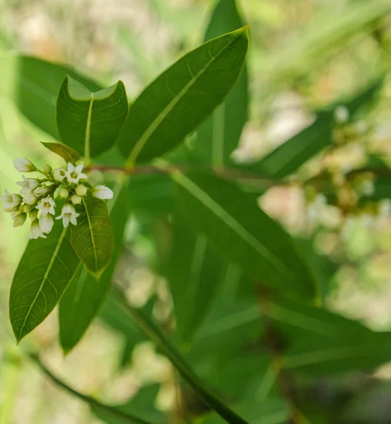 Valerian Large Fragrant Plant White Flowers Found Abundance Edge Highways — Stock Photo, Image