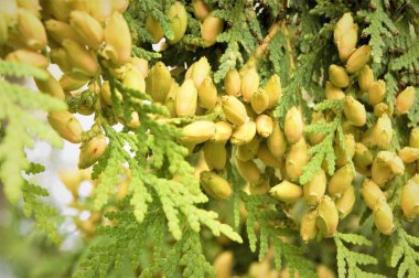 şeylerin güzelliği için alınan kozalaklı