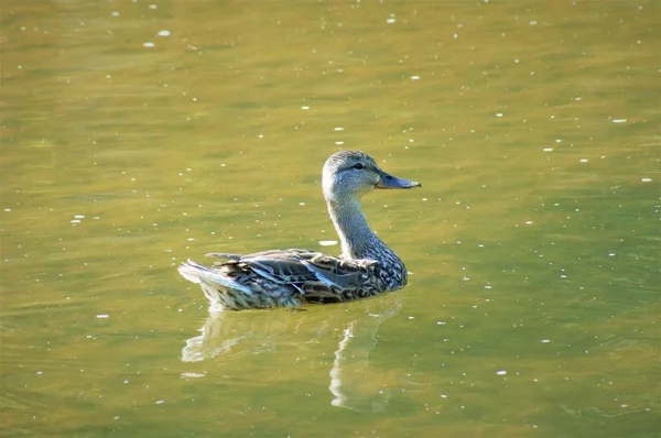 Mallard Duck Walks Quietly Lake — Stock Photo, Image