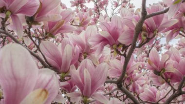 Çiçek açan Magnolia 'mın küçük bir görüntüsü.