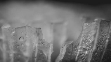 Eşek arısı parçası makro beyaz ve gri