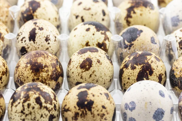 Row Quail Eggs Plastic Carton — Stock Photo, Image