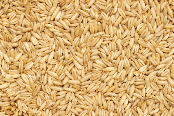 Avena grano per sfondo — Foto Stock