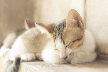 Sevimli küçük kedi yavrusu duvar çimento arka plan üzerinde uyuyor