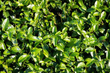 üstten görünüm çay fırça sabah bırakır.