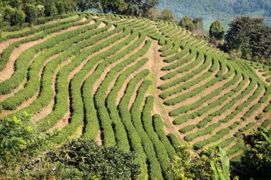 dağ sabah çay plantasyon terasta