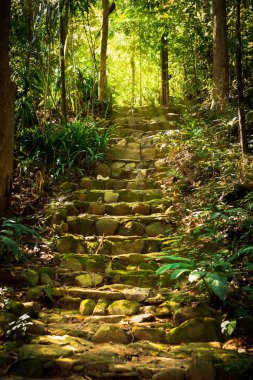 Tropikal Orman ağacı taş merdiven