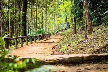 tropikal orman ağacındaki geçit