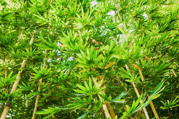 Fondo de árbol de bambú verde — Foto de Stock