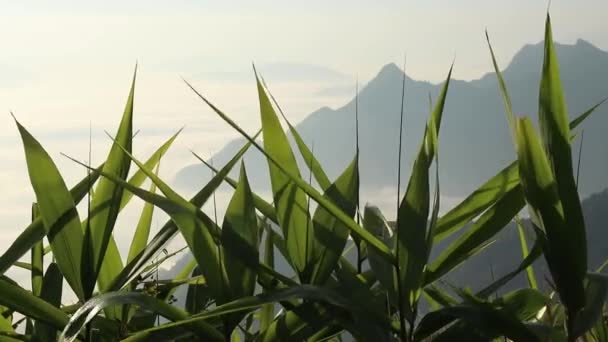 Fields Green Leaves Moving Wind Mountain Peak Fog Morning Chiang — Stock Video