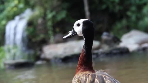 Şelale Arka Planda Yürüyen Beyaz Yüzlü Islık Ördek Yüzünü Yakın — Stok video