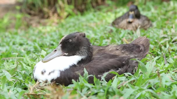 Two Mallard Brown Duck Sitting Green Grass — Stock Video