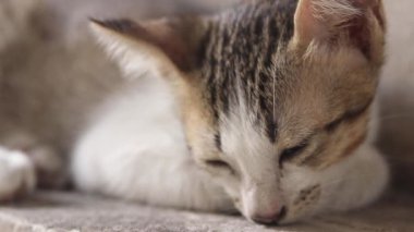 Duvar üzerinde uyuyan kedi sokak kedi yakın