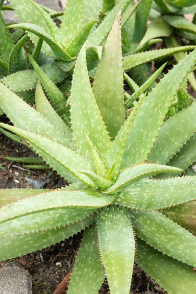 Zavřít závod Aloe vera — Stock fotografie