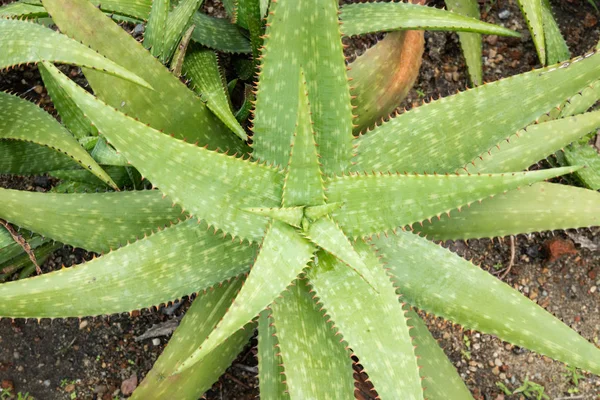 Aloe Vera Növény Közelíti Talajt — Stock Fotó