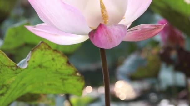 Close Pink Blossom Lotus Pond — Stock Video