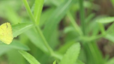 Yeşil yaprakların üzerinde küçük sarı kelebek