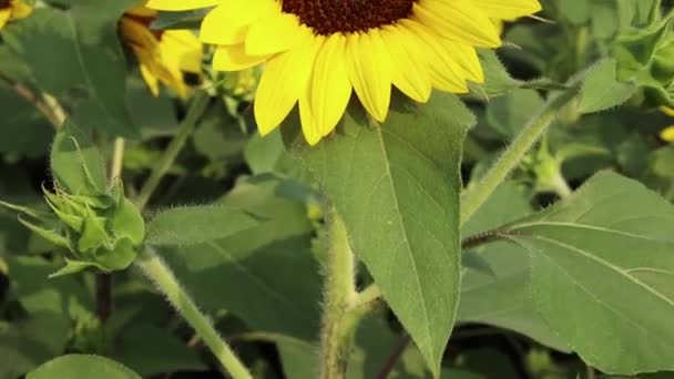 Gros plan sur le tournesol et le vent le matin 
