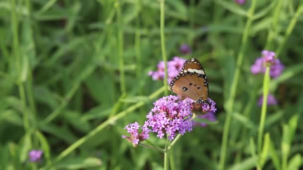 Common Tiger Mariposa Chupando Néctar Una Flor Verbena Púrpura — Vídeo de stock