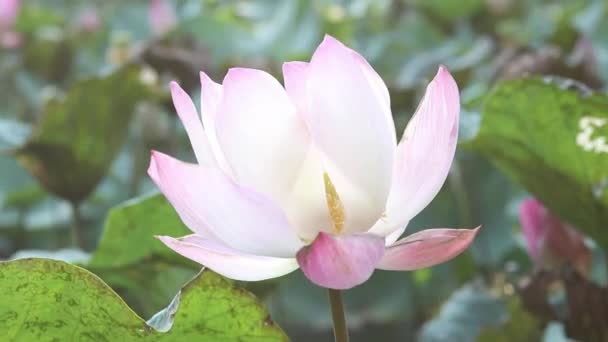 Gros Plan Lotus Rose Avec Lumière Soleil Fond Bokeh Naturel — Video