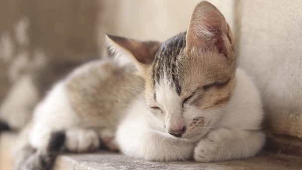 Close Kitten Stray Cat Sleeping Wall — Stock Video