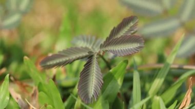 hassas bitki veya uykulu bitki yakın çekim ve yaprakları kapanış