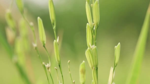 Nahaufnahme Grüne Ähren Von Reis Oder Ähre Von Reis — Stockvideo