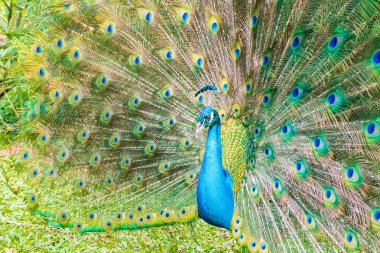 mavi hint tavus kuşu yayılmış tüyleri