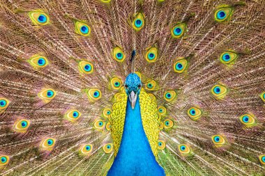 mavi erkek hint tavus kuşu ve tam yayılmış kuyruk tüyleri ön görünümü