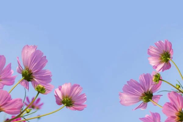 Flores del cosmos rosa floreciendo sobre fondo azul del cielo — Foto de Stock