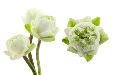 Beyaz Lotus 'un yan ve üst manzarası Buda' ya tapınmaya gidiyor.