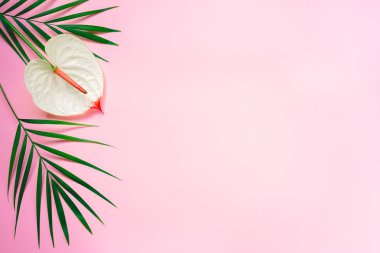 Tropikal yaprakları ve antoryum çiçek ile Pembe pastel arka plan. Düz yatıyordu. Metin için yer