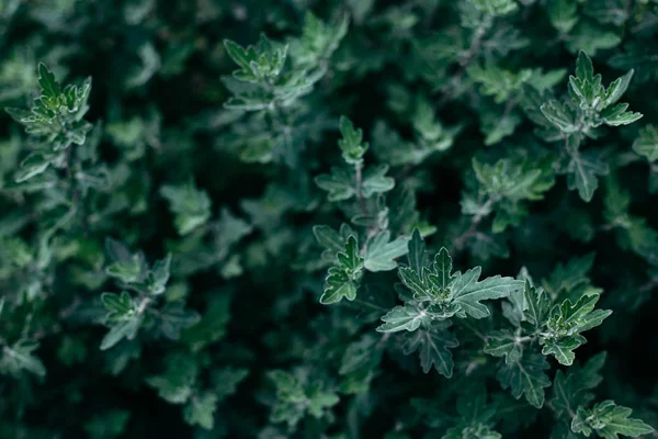 Green leaves. Leaf texture green background — Stock Photo, Image