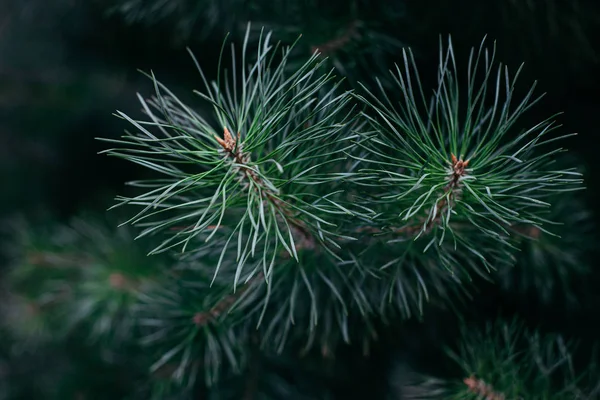 Bolyhos fenyőfa ág. Karácsonyi háttér és háttérkép. — Stock Fotó
