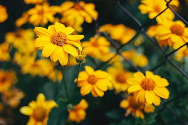 Piękne kwiaty z żółtego rumianku w ogrodzie. Ciemnozielone tło, selektywne skupienie. — Zdjęcie stockowe