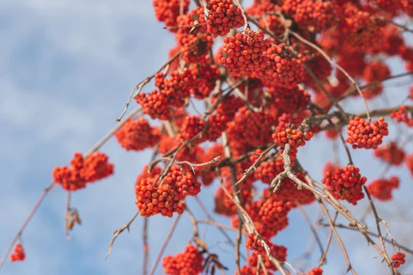 Bright rowan berries on a branch. Selective focus, blue background. — Stock Photo, Image