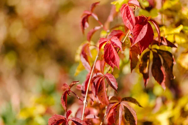 Sonbahar manzarası. Kırmızı ve sarı sonbahar arka plan bırakır. — Stok fotoğraf